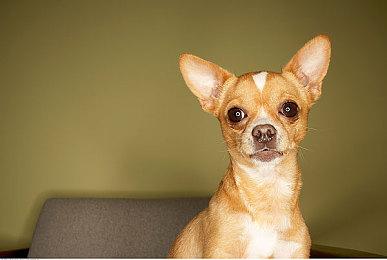 《层层恐惧》开发商曾打造一款中世纪异形游戏